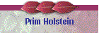 Prim Holstein